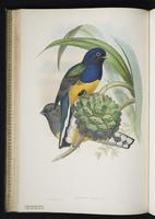 Hispaniolan trogon plate 22