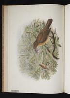 Monograph of the Paradiseidae, 1:105