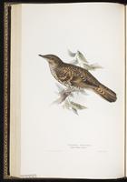 Scaly Thrush plate 81