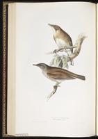 Pale Thrush plate 80