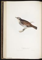 Dusky Thrush, Naumann's Thrush plate 79