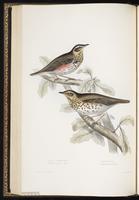 Redwing plate 78