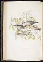 Mistle Thrush plate 77