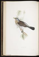 Fieldfare, grive litorne plate 76