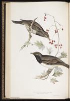 Red-throated Thrush plate 75
