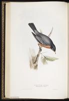 American Robin, merle d'Amérique, Mirlo primavera plate 74