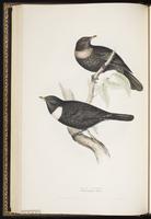 Ring Ouzel plate 73
