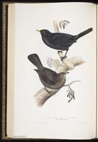 Common Blackbird, Eurasian Blackbird, merle noir plate 72