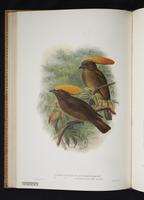 Monograph of the Paradiseidae, 1:101