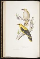 Eurasian Golden Oriole plate 71