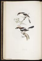 Woodchat Shrike plate 70