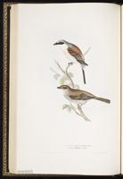 Red-backed Shrike plate 69