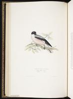 Lesser Grey Shrike plate 68