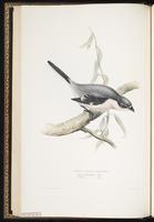 Great Grey Shrike, Northern Shrike, pie-grièche grise plate 67