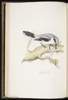 Great Grey Shrike, Northern Shrike, pie-grièche grise plate 66
