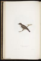 Gray-spotted Flycatcher, Gray-streaked Flycatcher, Grey-streaked Flycatcher plate 65