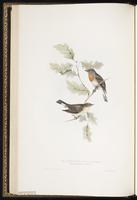 Red-breasted Flycatcher plate 64
