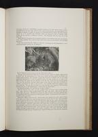 Monograph of the Paradiseidae, 1:98