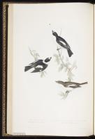 Pied Monarch plate 63