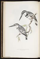 Pied Kingfisher plate 62