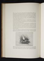 Monograph of the Paradiseidae, 1:97
