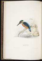 Common Kingfisher plate 61
