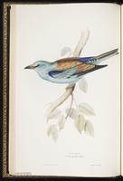 European Roller plate 60