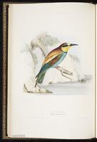 European Bee-easter plate 59