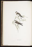 Bank Swallow, Golondrina ribereña, hirondelle de rivage, Sand Martin plate 58