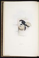 House Martin plate 57