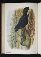 Monograph of the Paradiseidae, 1:95