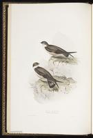 Eurasian Crag-Martin plate 56