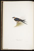 Red-rumped Swallow plate 55