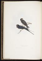 Barn Swallow, Golondrina tijereta, hirondelle rustique plate 54