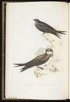 Common Swift plate 53