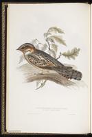 Red-necked Nightjar plate 52