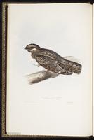 European Nightjar plate 51