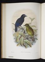 Monograph of the Paradiseidae, 1:91