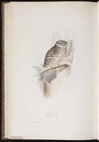 Little Owl plate 50