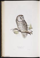 Boreal Owl, nyctale de Tengmalm plate 49