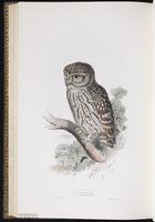 Little Owl plate 48