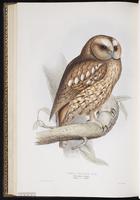 Tawny Owl plate 47