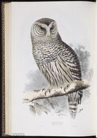 Barred Owl, Búho listado, chouette rayée plate 46