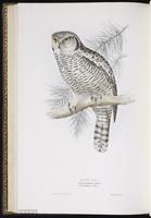 Northern Hawk Owl, Northern Hawk-Owl, chouette épervière, plate 45