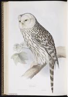 Ural Owl plate 44