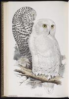 Snowy Owl, harfang des neiges plate 43