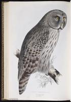 Great Gray Owl, chouette lapone, Great Grey Owl plate 42