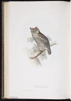 Eurasian Scops Owl plate 41
