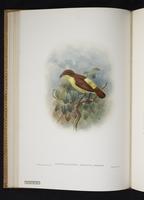 Monograph of the Paradiseidae, 1:87