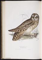 Short-eared Owl, Búho cuerno corto, hibou des marais plate 40